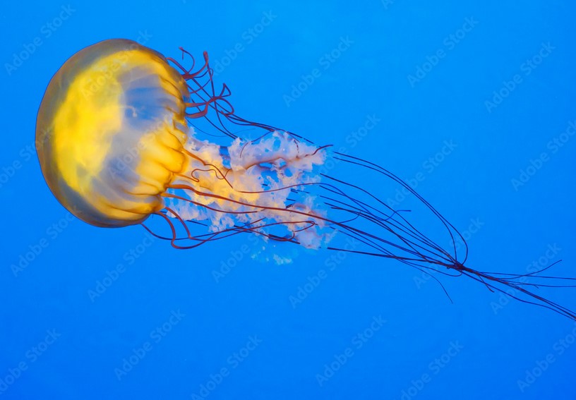 Chrysaora fuscescens.